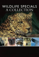 Wildlife Specials Belgeseli indir | DVDRip